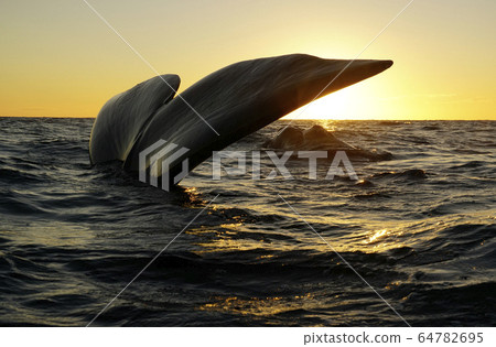 Southern blue whale Southern blue whale 64782695