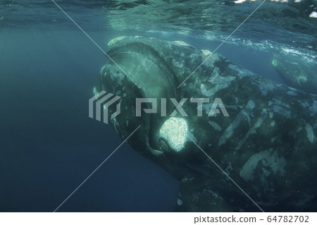 Southern blue whale 64782702
