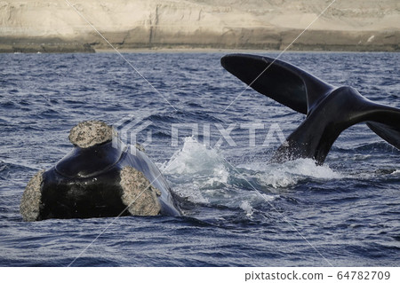 Southern blue whale 64782709