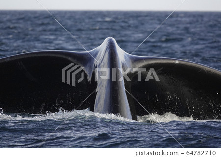 Southern blue whale Southern blue whale 64782710