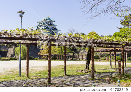 名城公園紫藤走廊和名古屋城堡 名城公園紫藤走廊和名古屋城堡 64782849