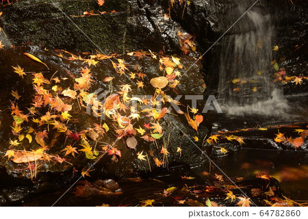 Valley and fallen leaves 64782860