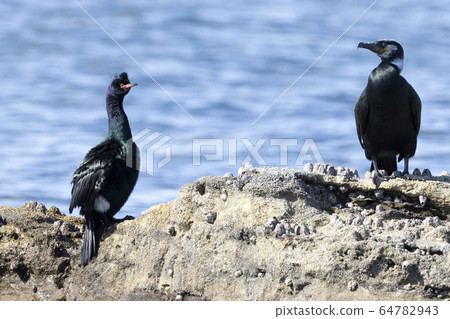 海鸕鶿 64782943