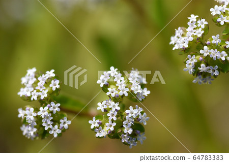 玉米沙拉 64783383