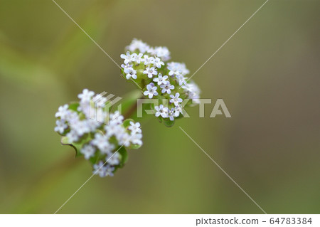 玉米沙拉 64783384