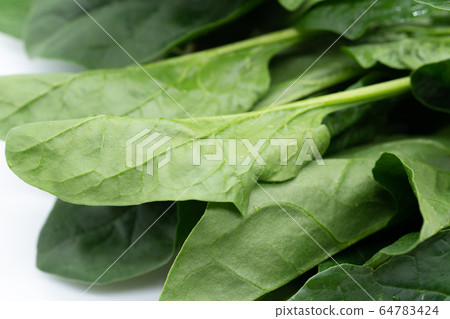 菠菜 菠菜 64783424