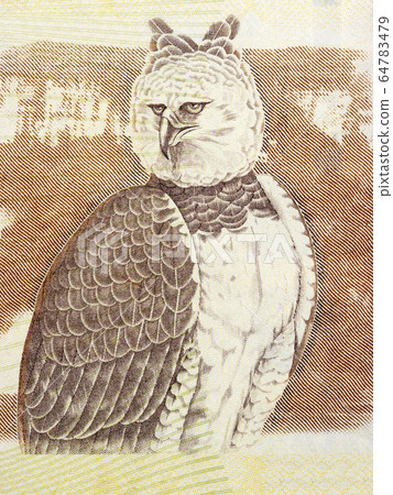 Harpy eagle a portrait from Venezuelan money Harpy eagle a portrait from Venezuelan money 64783479