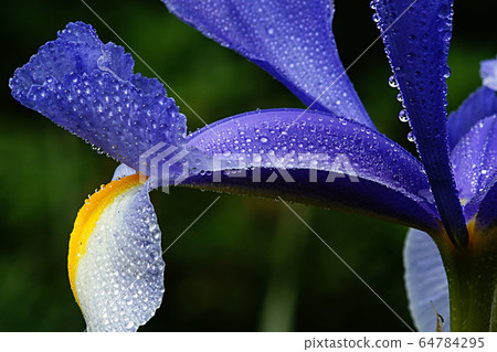 Spring Spring 64784295
