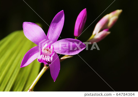 Spring 64784304