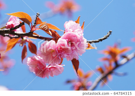 Spring Spring 64784315