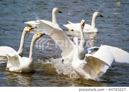 琥珀天鵝，香蒲湖“濱本別町” 64785027