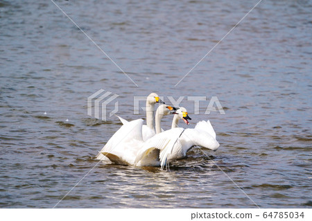 琥珀天鵝，香蒲湖“濱本別町” 64785034