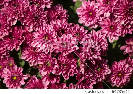 chrysanthemum flowers chrysanthemum flowers 64785645
