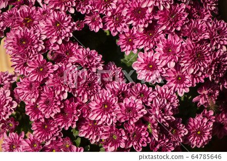 chrysanthemum flowers chrysanthemum flowers 64785646