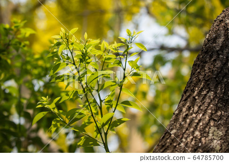 Young Leaf of Cinnamomum camphora tree 64785700