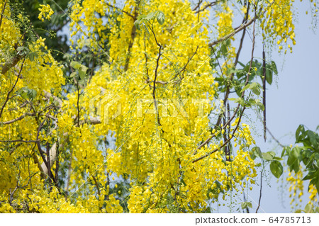 Small Yellow Flower or Cassia fistula flower 64785713