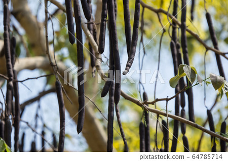 Seed of Cassia fistula flower Seed of Cassia fistula flower 64785714