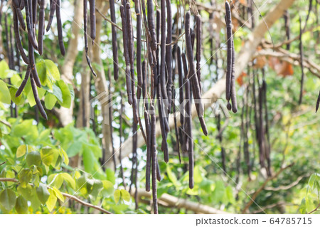 Seed of Cassia fistula flower Seed of Cassia fistula flower 64785715