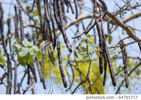 Seed of Cassia fistula flower Seed of Cassia fistula flower 64785717
