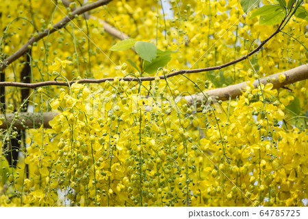 Small Yellow Flower or Cassia fistula flower 64785725