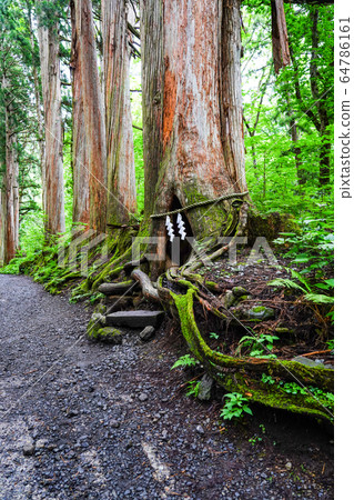 Cedar trees of Togakushi Shrine Okusha approach 64786161