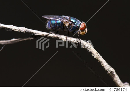 Blue-bottle Blowfly 64786174