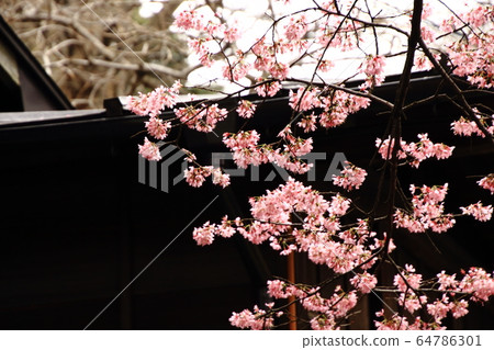 Okame Sakura，高橋之家，Kura旁邊 64786301