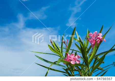 Pink Nerium oleander L. flower with a bright blue sky. Pink Nerium oleander L. flower with a bright blue sky. 64786567