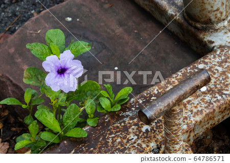 Water droplets on the purple flower after the rain. Water droplets on the purple flower after the rain. 64786571