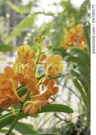 Beautiful Orange Orchid Background blurred leaves in the garden. 64786575