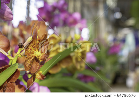Beautiful Brown Orchid and patterned spots Background blurred leaves in the garden. Beautiful Brown Orchid and patterned spots Background blurred leaves in the garden. 64786576
