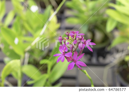 Beautiful Pink Iphee Orchid Background blurred leaves in the garden. Beautiful Pink Iphee Orchid Background blurred leaves in the garden. 64786577