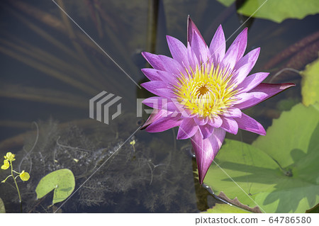 The beauty of the Pink Lotus Bloom in ponds 64786580
