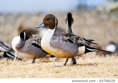 Long-tailed duck 64786626