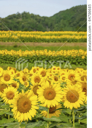 Nanko sunflower field, sunflower flower field, Hyogo sightseeing spot, hot summer image material 64786685