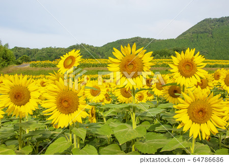 Nanko sunflower field, sunflower flower field, Hyogo sightseeing spot, hot summer image material 64786686
