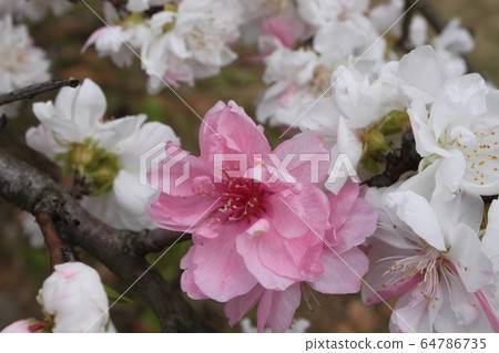 坂井市大仙公園的日本桃樹 坂井市大仙公園的日本桃樹 64786735