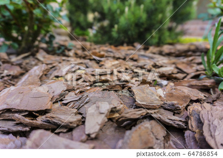 Tree bark for decoration and mulching in landscape design. Tree bark texture background closeup. Tree bark for decoration and mulching in landscape design. Tree bark texture background closeup. 64786854