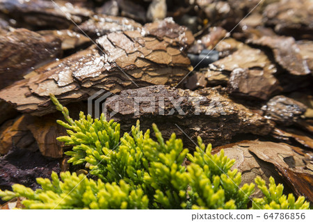 Tree bark for decoration and mulching in landscape design. Tree bark texture background closeup. Tree bark for decoration and mulching in landscape design. Tree bark texture background closeup. 64786856
