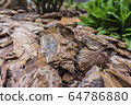 Tree bark for decoration and mulching in landscape design. Tree bark texture background closeup. 64786880