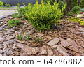Tree bark for decoration and mulching in landscape design. Tree bark texture background closeup. 64786882
