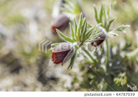 pasqueflower 64787039