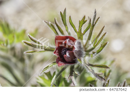 pasqueflower pasqueflower 64787042