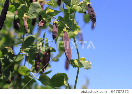 Tutankhamun peas 64787275
