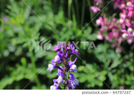 Linaria flowers 64787287