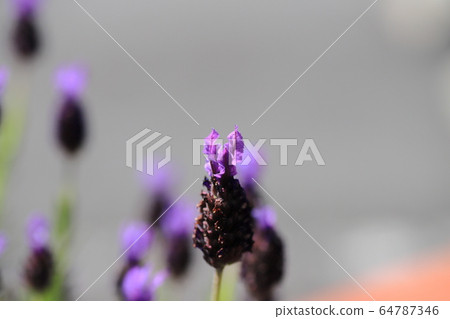 French Lavender French Lavender 64787346