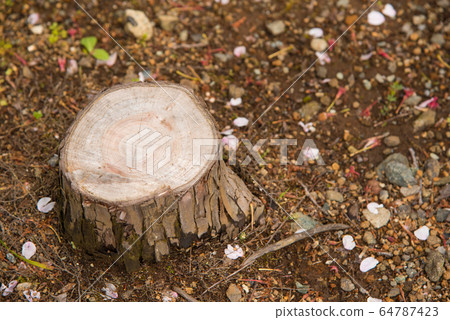 Stump and falling cherry blossoms 64787423