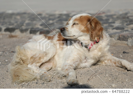 狗狗 狗狗 64788222