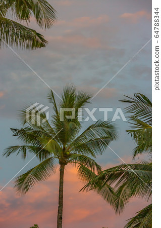 Palm tree Palm tree 64788344