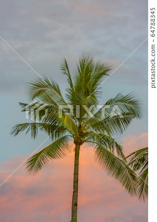Palm tree Palm tree 64788345